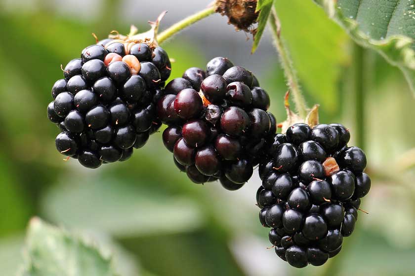 Brombeeren - ein Superfood