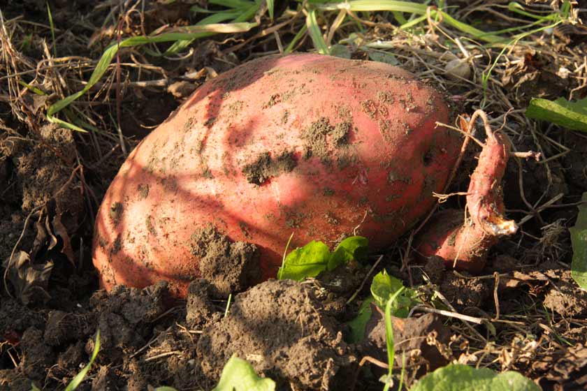 Süßkartoffel frisch aus der Erde ausgegraben