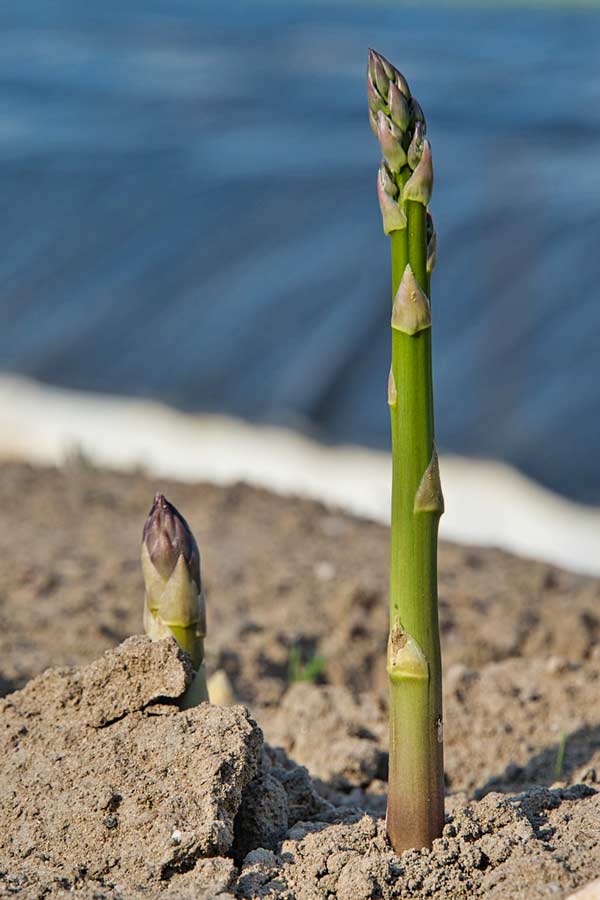 Grüner Spargel am Feld