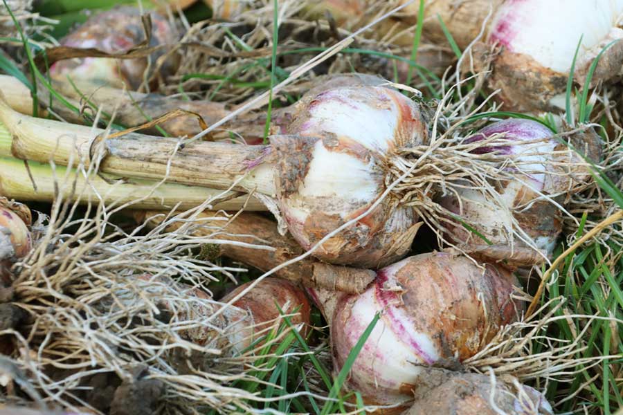 Knoblauch frisch geerntet