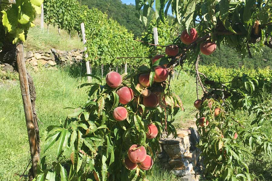 Weingartenpfirsisch in der Wachau