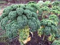 Grünkohlreihe am Feld im Dezember